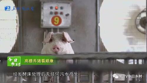 袁湘南猪场爆料视频,揭开养殖业的惊人内幕
